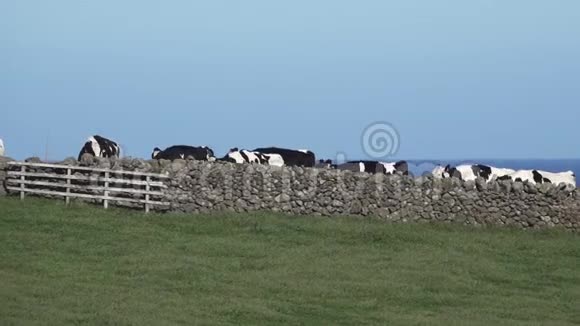 岩石栅栏后面的牛视频的预览图