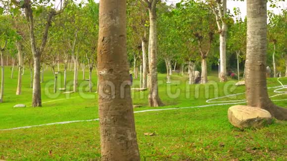 海南岛城市公园内美丽的高大树木视频的预览图