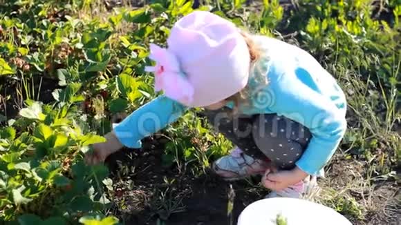 小女孩从花园的灌木丛中收集草莓浆果的收获视频的预览图