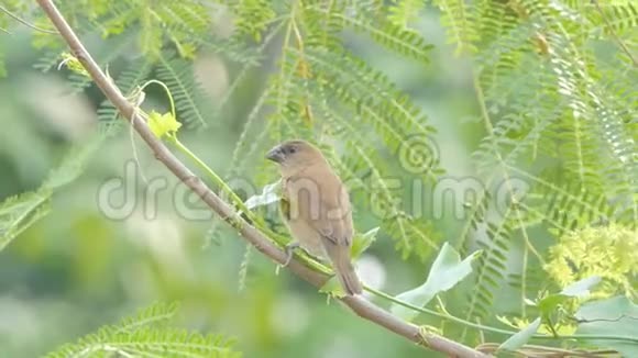 热带雨林中的鳞胸毛鸟视频的预览图