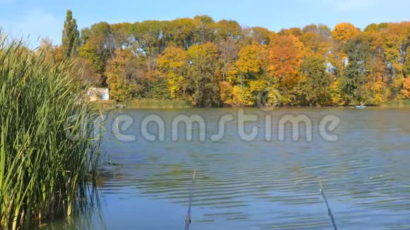 湖边的渔夫湖和树的美丽的秋天景观视频的预览图