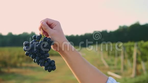 大的多汁的成熟葡萄在男性手中的收获时间为葡萄酒人类测试葡萄的成熟视频的预览图