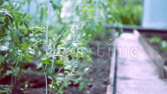 番茄植株在大棚内生长过程中视频的预览图