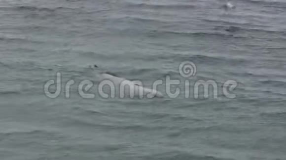 在南极岛海岸觅食的克拉贝特海豹小组视频的预览图