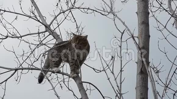 灰猫爬上一棵干树视频的预览图