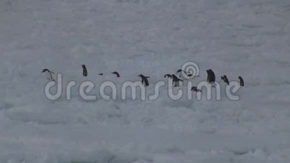 企鹅群在冰冻的海洋的冰面上穿过腐殖质视频的预览图