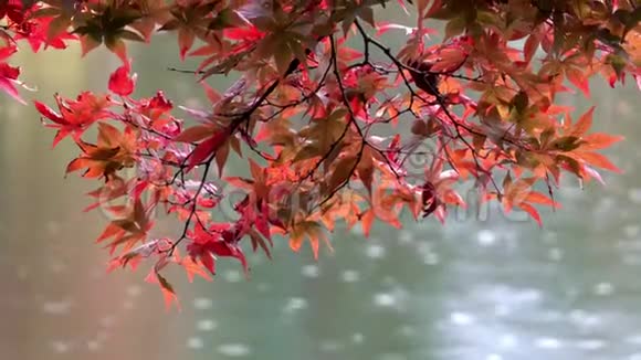 日本金泽Kenrokuen花园的日本枫叶视频的预览图