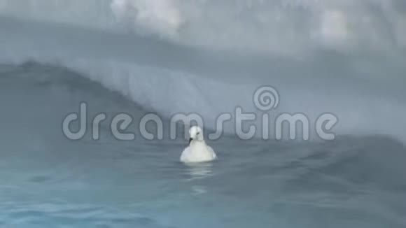 在冰山附近游泳并喂食的雪燕视频的预览图