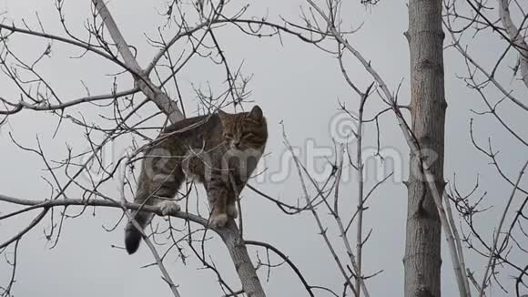 灰猫爬上一棵干树视频的预览图