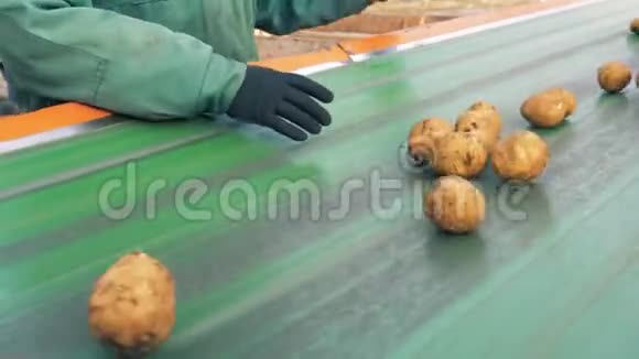 一个农场工人正在把有缺陷的土豆和泥块从皮带上移走视频的预览图