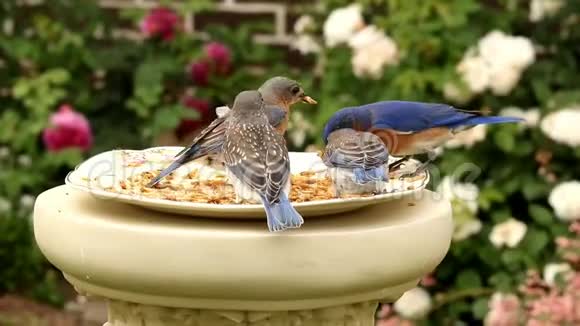 东方蓝鸟家庭喂养视频的预览图