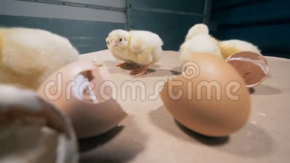 桌子边上有几只小鸡和破鸡蛋视频的预览图