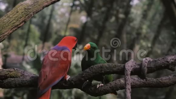 两只五颜六色的大鹦鹉互相喂食坐在树枝上视频的预览图