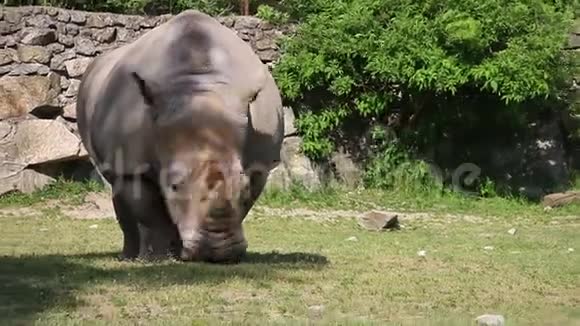 犀牛在动物园吃草视频的预览图