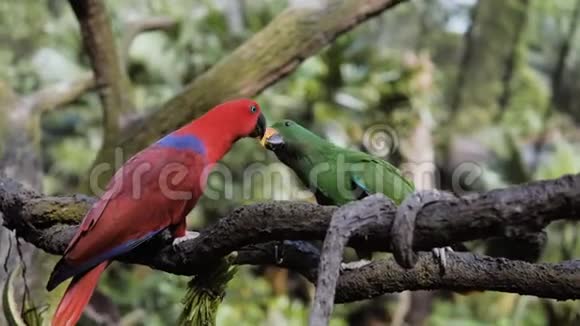 两只五颜六色的大鹦鹉互相喂食坐在树枝上视频的预览图
