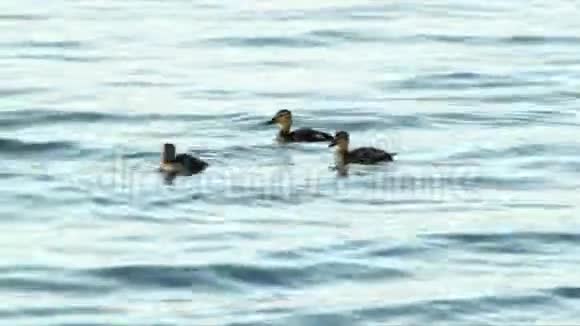 鸭子和小鸭子在湖上游泳视频的预览图