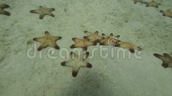 海岸躺在海底水下的景色沙质海底的海星视频的预览图
