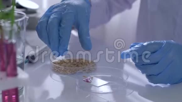 化学实验室显微镜下研究转基因谷物的橡胶手套科学研究员视频的预览图
