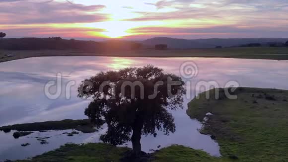 在湖和橡树上欣赏日落的空中景色埃斯特雷马杜拉西班牙视频的预览图