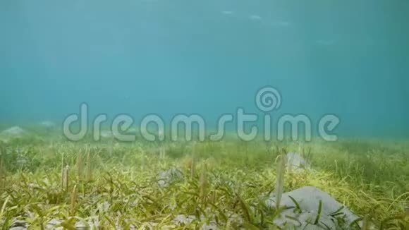 海底景观有绿色海藻和水生植物水下世界视频的预览图