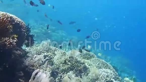北苏拉威西的布纳肯岛令人惊叹的礁顶视频的预览图