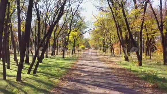 秋天公共公园里的小巷晴天视频的预览图