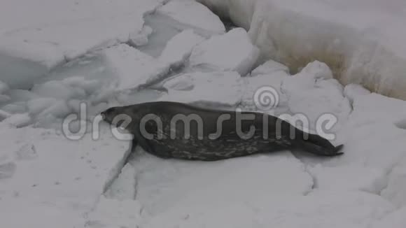 威德尔海豹在冰上爬行到冰下的一个冰穴然后潜入其中视频的预览图