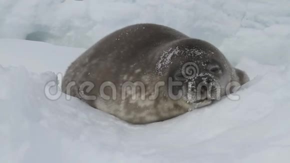 在冬天的下午躺在草地上的小狗海豹韦德尔视频的预览图