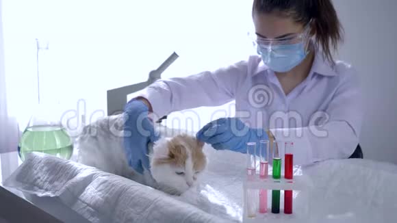 动物实验实验室工作人员测试动物药物和疫苗视频的预览图