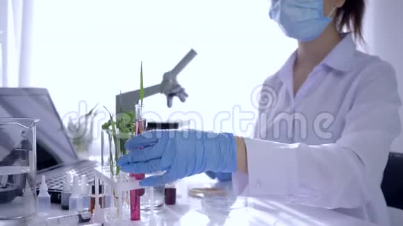 现代实验室妇女在明亮的房间里用试管中的植物和谷物进行转基因实验视频的预览图