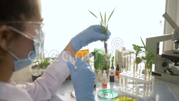实验室技术人员在明亮实验室的试管中将外来生物从注射器引入药草视频的预览图