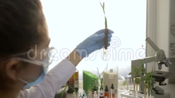 生态实验科学家戴上橡胶手套在现代实验室观察试管中的植物样本视频的预览图