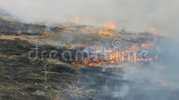 在白天发生了一场危险的野火之后看到了被严重烧毁的田野燃烧干草一大片的大自然视频的预览图