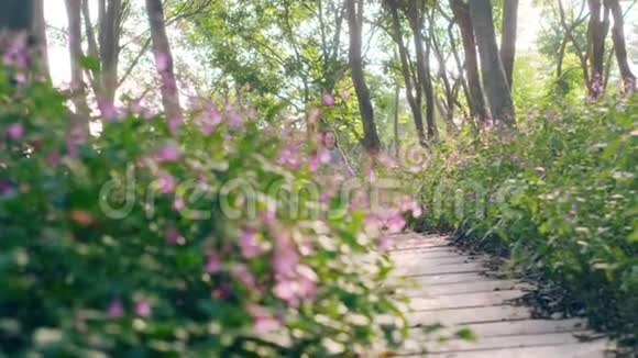 在公园的树林里奔跑的亚洲小女孩视频的预览图