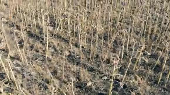 一片田野上一排排的干向日葵全球变暖气候变化控制视频的预览图