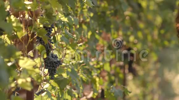 年轻女子在葡萄园采摘葡萄时在一个阳光明媚的秋日视频的预览图