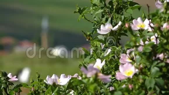 靠近野生玫瑰灌木伊朗视频的预览图