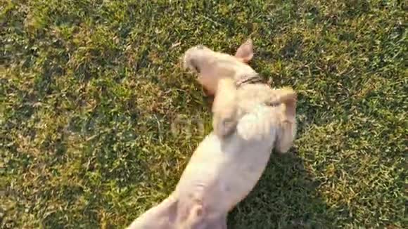 一只可爱的狗躺在草地上玩耍视频的预览图