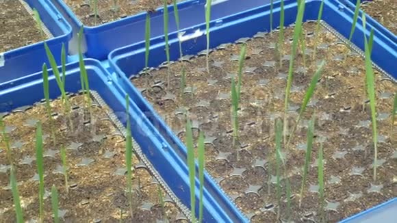 大麦黑麦和小麦三叶草温室试验栽培技术视频的预览图