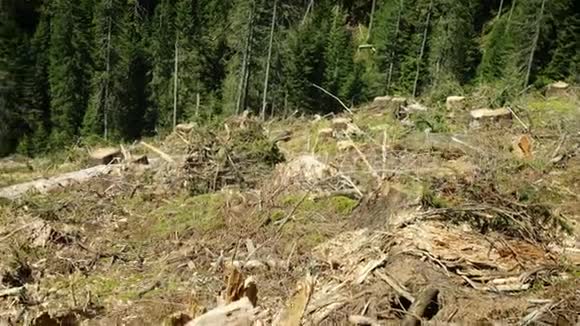 被砍伐的小山和松树林视频的预览图