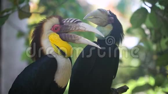 两只奇异的鸟坐在热带雨林的树枝上自然保护区未触及的自然美景大型绿色视频的预览图