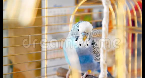 雄性蓝芽鸟在笼子上玩铃铛视频的预览图
