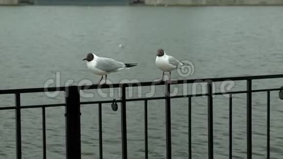 海鸥坐在水边的铁栅栏上城市环境视频的预览图