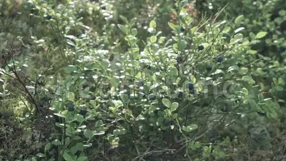 森林里的蓝莓视频的预览图
