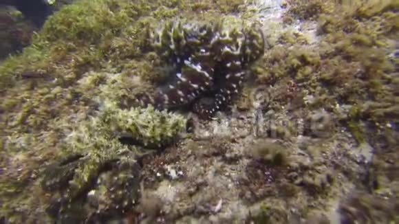 八爪鱼交配快乐的一对章鱼交配缤纷兴奋的八色海洋生物视频的预览图