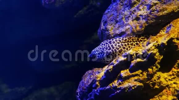 以水生植物为背景在水族馆中特写漂亮的鳗鱼视频的预览图