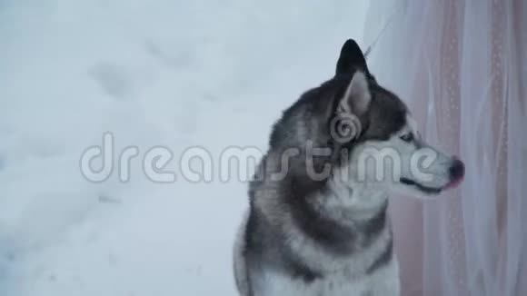 哈斯基坐在雪中靠近女主人视频的预览图