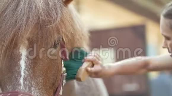 在一个阳光明媚的日子里女人的马在动物农场刷马视频的预览图