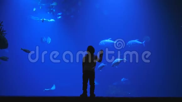 儿童学习世界一个孩子在海洋馆里观看充满异国鱼类的巨大水族馆的剪影视频的预览图