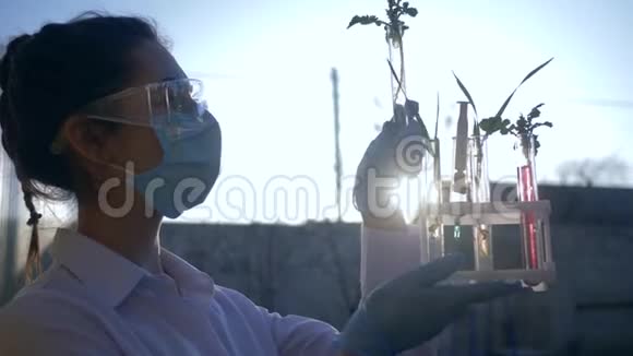 橡胶手套中的植物学家在背光下在露天看转基因植物样品视频的预览图